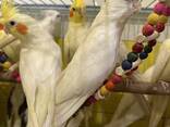 Самый популярный попугай Корелла, птенцы разных окрасов - фото 3
