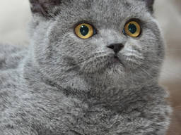 Сандра Скоттиш (котенок)