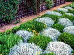 Сантолина изумрудная.