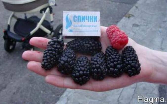 Саженци ежевики