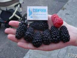 Саженци ежевики