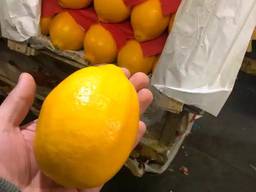 Саженци плодовых культур