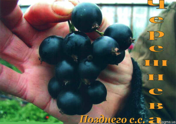Саженци смородины. 7 сортов