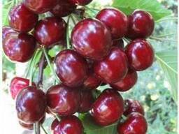 Саженцы черешни майка