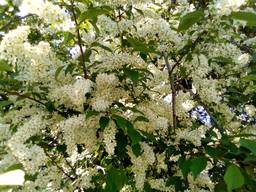 Саженцы черёмухи