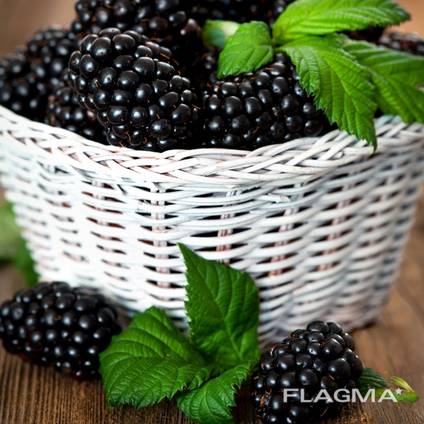 Саженцы Ежевики