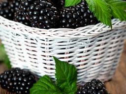 Саженцы Ежевики