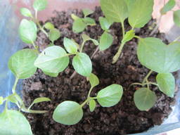 Саженцы физалиса земляничного.