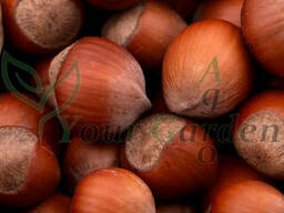 Саженцы Фундук Корончатый (однолетний)