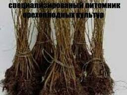 Саженцы фундука