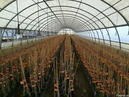 Саженцы фундука привитые на медвежий орех