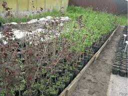 Саженцы фундука с микоризой Трюфеля