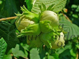 Саженцы фундука Шедевр (однолетний)