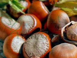 Саженцы Фундука Шоколадный (однолетний)