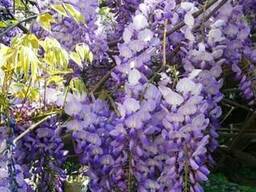 Саженцы: Глициния китайская (Wisteria sinensis)