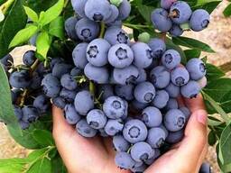 Саженцы голубики сорт "Дюк", 5-летние, конт. 25 л