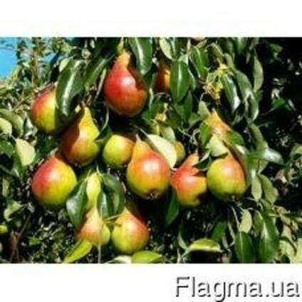 Саженцы груши генерал кирпонос