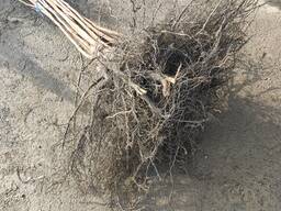 Саженцы хурма