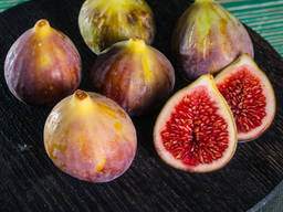 Саженцы Инжира