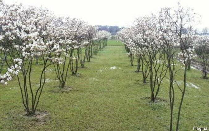 Саженцы Ирги Купить В Минске