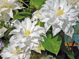 Саджанці клематисів