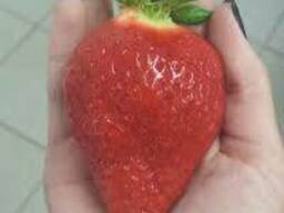 Саженцы клубники Роксана ( Roxana ). Урожай до 1.4 кг/куст!