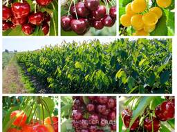 Саженцы крупноплодных сортов вишни и черешни большой выбор сортов