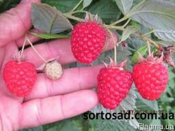 Саженцы малины