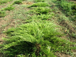 Саженцы: Можжевельник казацкий, горизонтальный, виргинский,