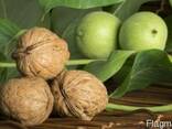 Саженцы ореха оптом - фото 2