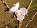 Саженцы Персик пурпурнолистный (Prunus persica purpurea ), - фото 1