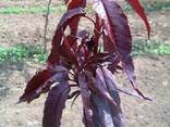 Саженцы Персик пурпурнолистный (Prunus persica purpurea ), - фото 5