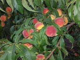 Саженцы персика разных сортов