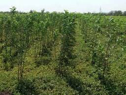 Саженцы плодово-ягодных деревьев 2й сорт