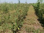 Саженцы плодово-ягодных деревьев 2й сорт - фото 3