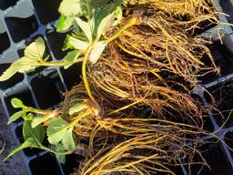 Саженцы ранней клубники Альба, Хоней, Клери, Румба