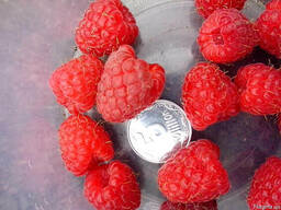 Саженцы ремонтантной малины Зюгана. Опт и розница. доставка.