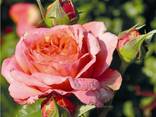 Саженцы роз. Заказ саженцев Весна 2022 - фото 1