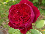 Саженцы роз. Заказ саженцев Весна 2022 - фото 2