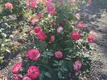 Саженцы роз. Заказ саженцев Весна 2022 - фото 11