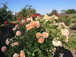 Саженцы роз. Заказ саженцев Весна 2022 - фото 13