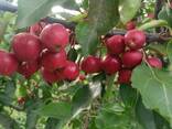 Саженцы розы, яблони, груши в питомнике АгроСад в Крыму с доставкой по РФ - фото 2