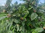 Саженцы розы, яблони, груши в питомнике АгроСад в Крыму с доставкой по РФ - фото 5