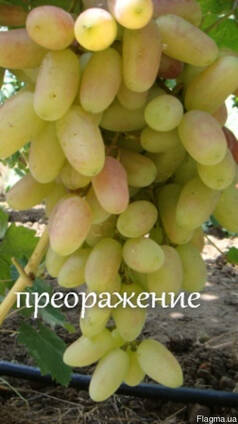 Саженцы столового и кишмишных сортов винограда