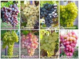 Саженцы столовых сортов винограда