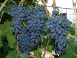 Саженцы винограда столоыве и технические сорта - photo 1