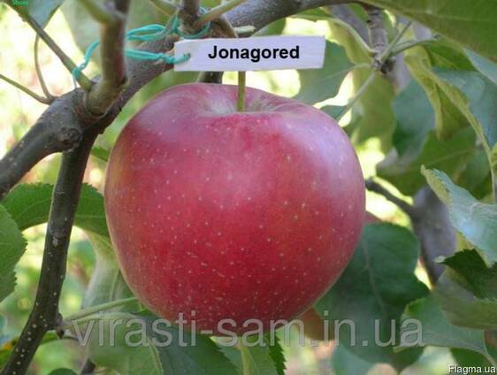 Саженцы яблони Джонагоред супка