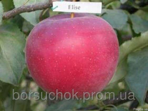 Саженцы яблони Елиза(Зима)