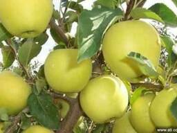 Саженцы яблони Голден Делишес, Топаз