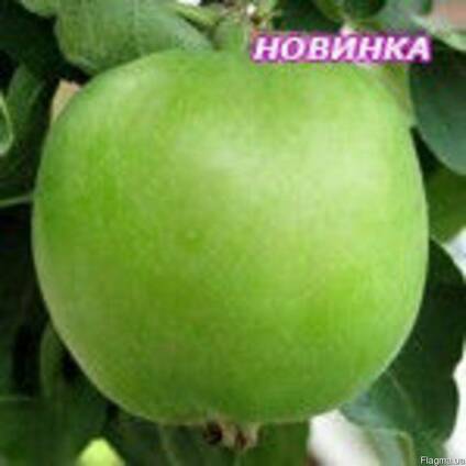 Саженцы яблони Гринсливз